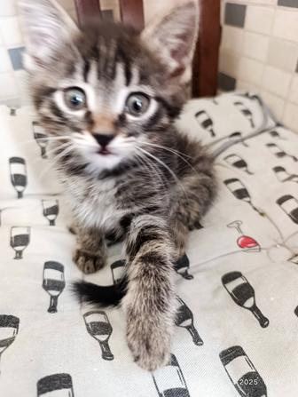 Отдадим котенка девочку в добрые руки