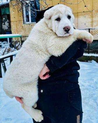 Щенки Среднеазиатской овчарки