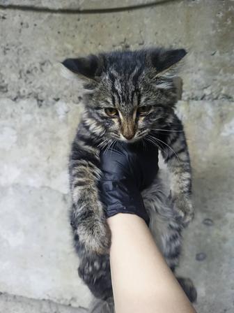 Отдам котенка в хорошие руки