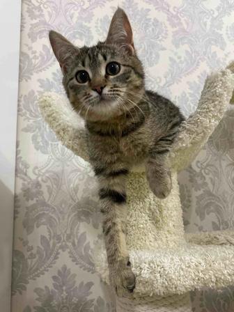 Кошечка в добрые руки