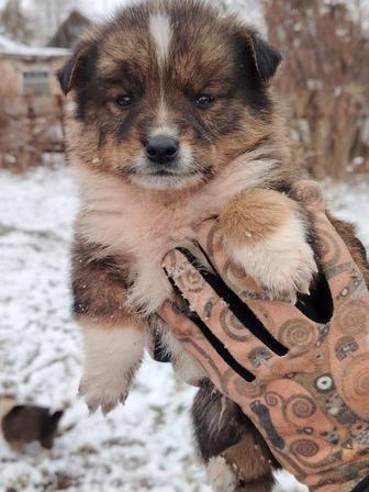 Отдам щенка в добрые руки