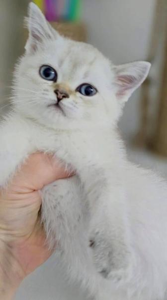 Шотландцы кошечки.котики.