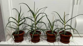 Продам алоэ