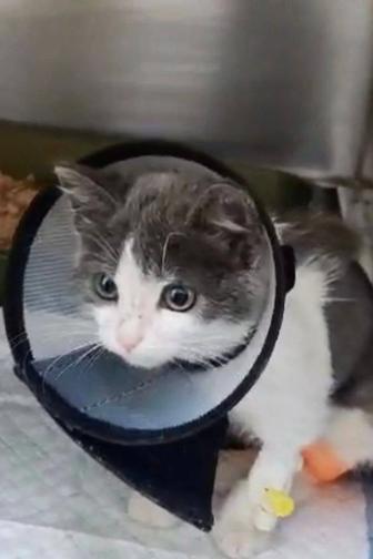 Котенок