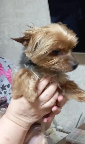 Отдам Йоркширского терьера