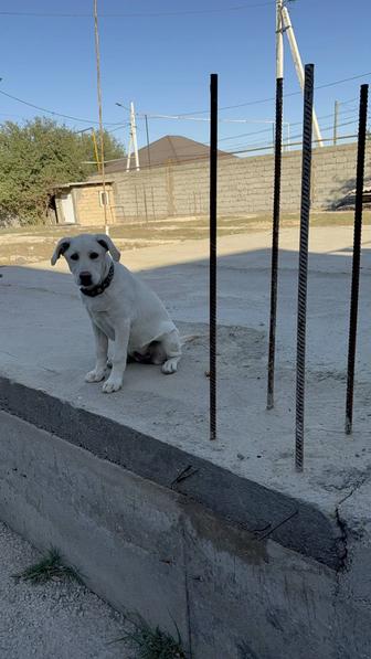 Лабрадор ретривер