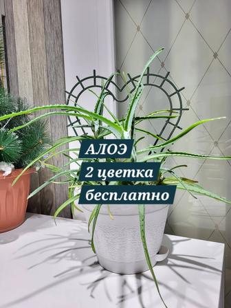 Алоэ древовидное отростки