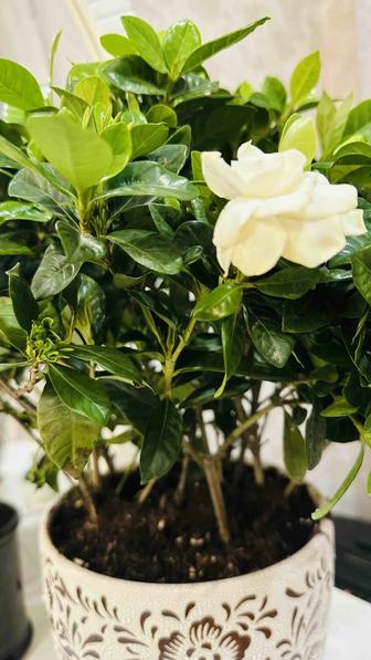 Азалия растение с горшком