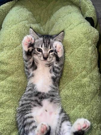 Отдам котят в добрые руки