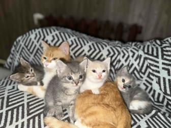Отдам котят
