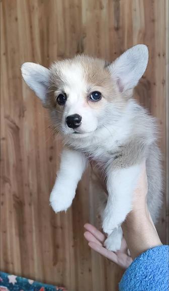 Продаются щеночки вельш-корги пемброк