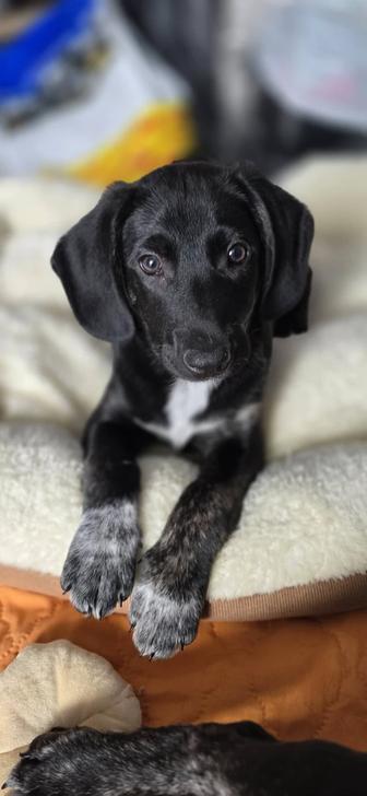 Щенки малыши 4 мес. ищут дом, привиты, обработаны