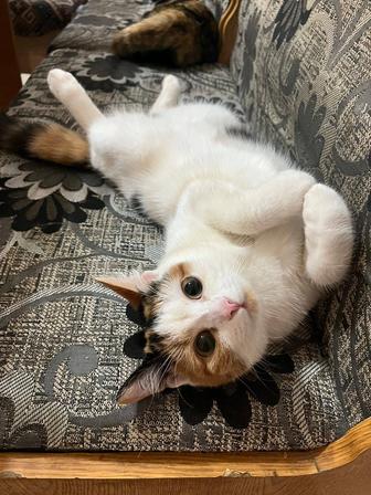 Отдам шотландского котенка