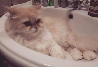 Отдадим в добрые руки персидскую кошечку