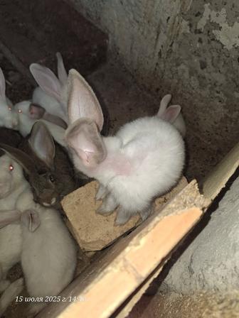Крольчата