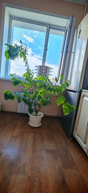 Гибискус-китайская роза