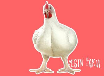 Инкубационные яйца бройлеров росс 308 быстро