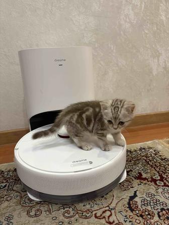 Продается котенок