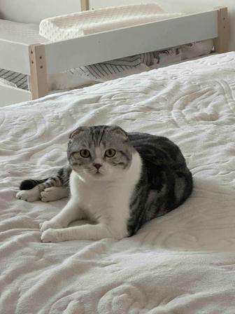 Ищу передержку для кота на 1 месяц