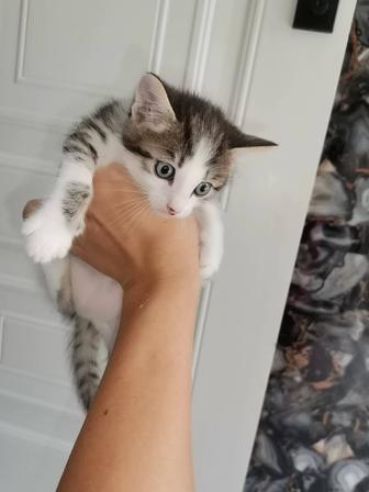 Отдам котят в хорошие руки, 1,5 месяца