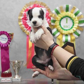 Американский Стаффордширский терьер щенки