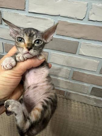 Продам котята сфинксов