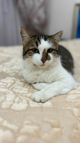 В добрые руки . Кошка стерилизована