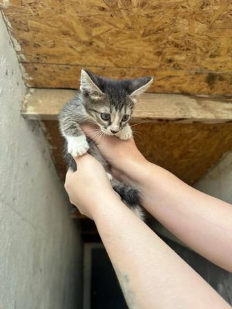Котята ищут дом и любящих хозяев
