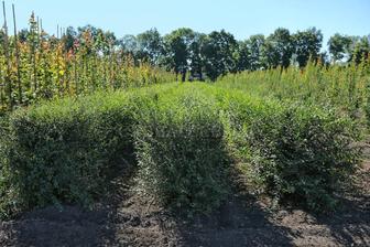 Вяз мелколистный кустарник живая изгородь
