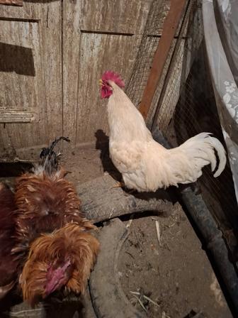 Петухов продаю