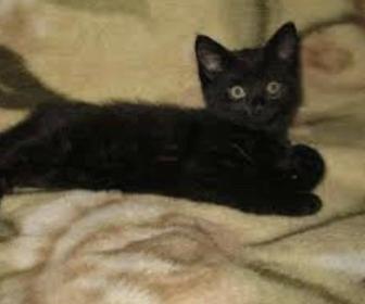 Котята бесплатно