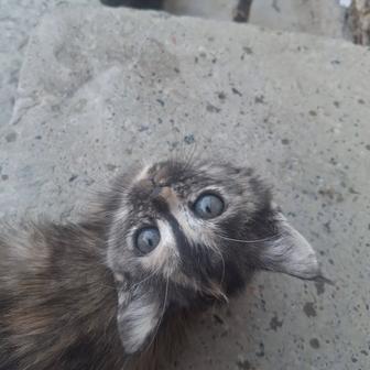 Котята бесплатно