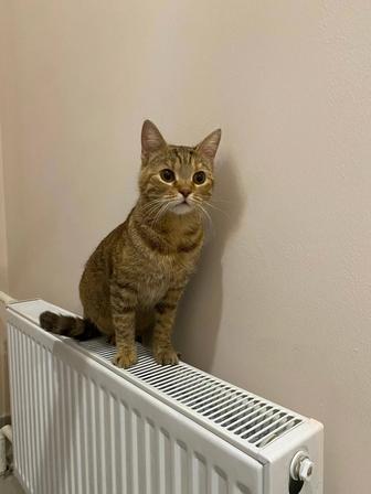 Ласковая кошка