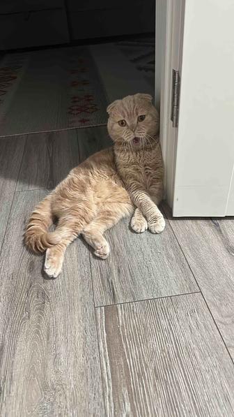 Отдам кота