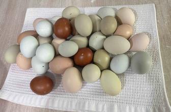 Цветные инкубационные яйца