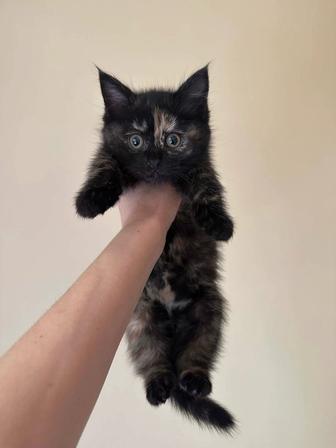 Кошечка в заботливые руки