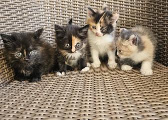 Отдам котят добрые руки