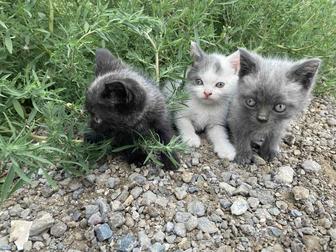 Отдам котят в хорошие руки