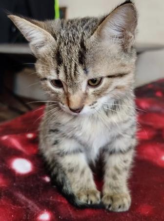 Отдам в хорошие руки котенка