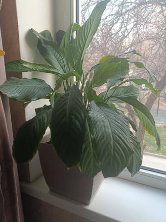 Спатифиллум 70 см