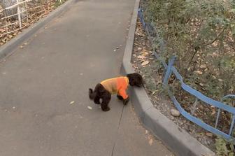 Пропала собака, помогите найти