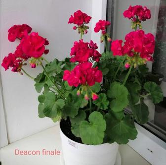 Герань Пеларгония