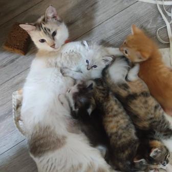 Отдам умных и красивых домашних котят