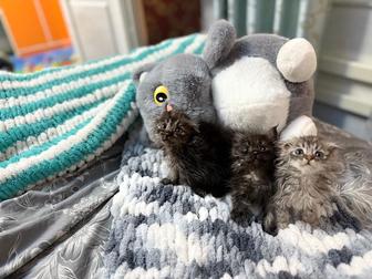 Вислаухие котята