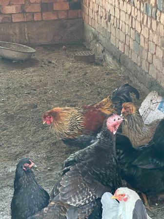 Продам петуха Брама