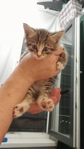 Отдам котенка