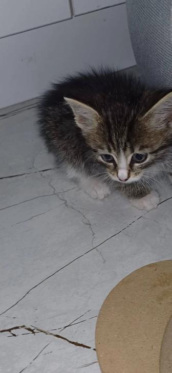 Отдам котенка