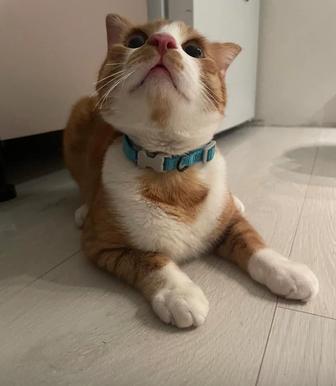 Отдаем котика бесплатно