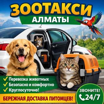 Зоотакси 24/7 безопасно для питомцев