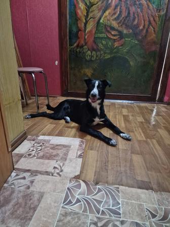 Собачка